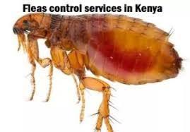 flea control kenya, flea infestation treatment, fleas control